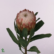 Protea Susara