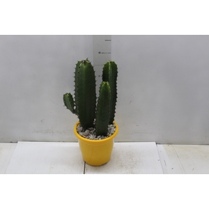 CACTUS EUPHORBIA MANDACARU P17