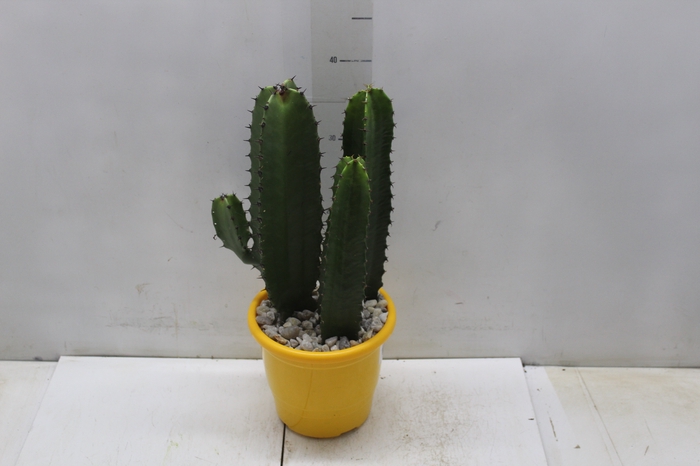 <h4>CACTUS EUPHORBIA MANDACARU P17</h4>