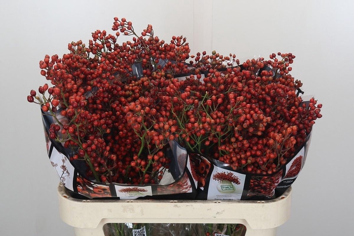 <h4>ROSA AUT ROSEFRUITS</h4>