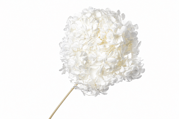 <h4>Dried Bleached Hydrangea Anna</h4>