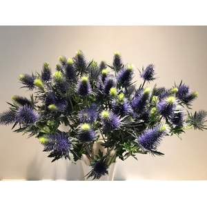 Eryngium Supernova