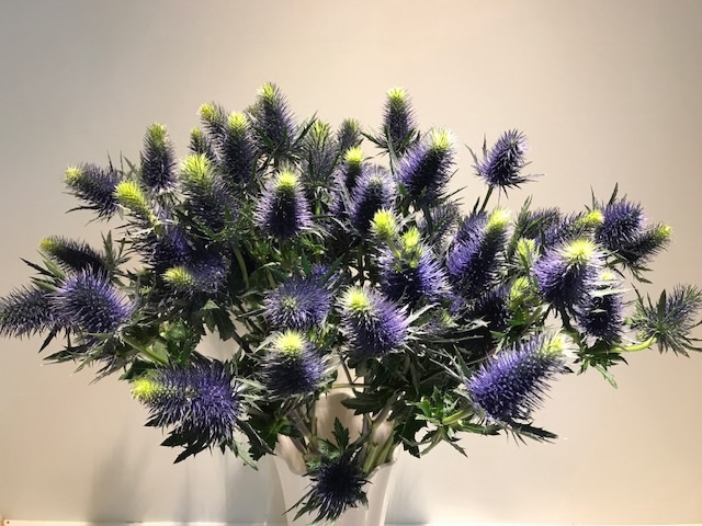 Eryngium Supernova