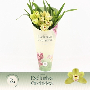 Cymbidium, Wild Anna Compact 3-spike 'Exclusiva Orchidea' Potcover