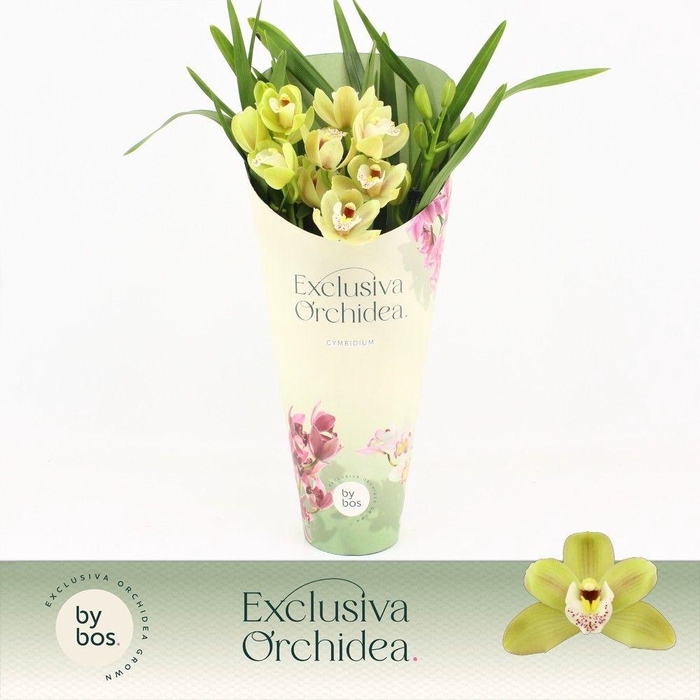 <h4>Cymbidium, Wild Anna Compact 3-spike 'Exclusiva Orchidea' Potcover</h4>