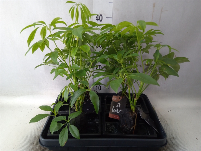 <h4>Arr.   Kamerplant Groen H%</h4>