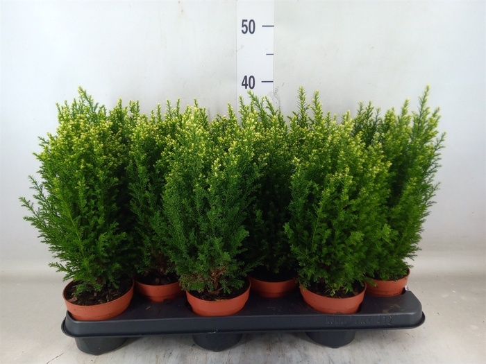 <h4>Chamaecyparis laws. 'Snow White'</h4>