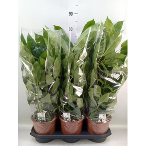 Schefflera actin. 'Amate'