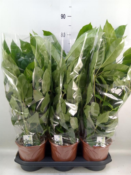 <h4>Schefflera actin. 'Amate'</h4>