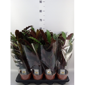 Calathea rufibarba 'Wavestar'