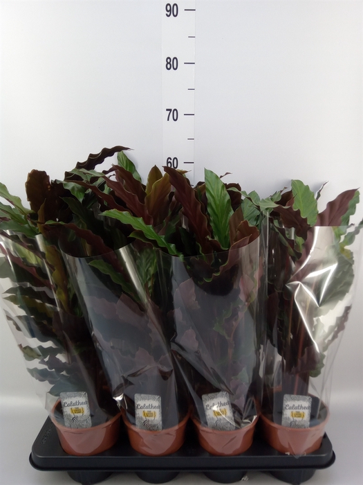 <h4>Calathea rufibarba 'Wavestar'</h4>