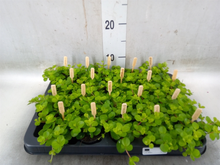 <h4>Peperomia rotundifolia</h4>