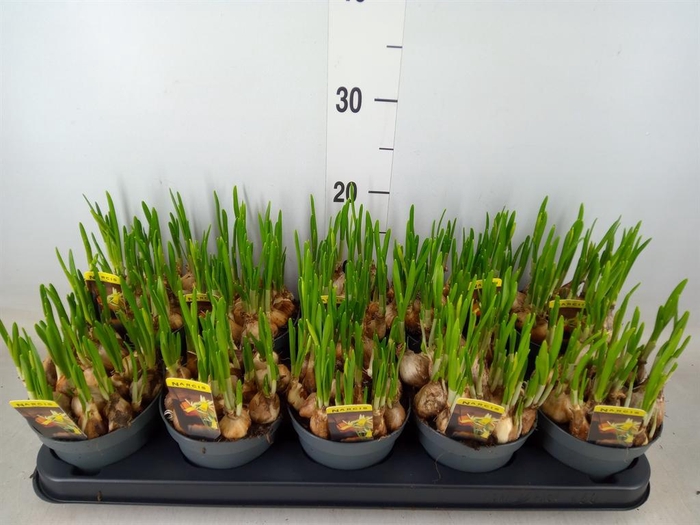 <h4>Narcissus   ...</h4>