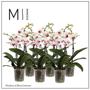 Phalaenopsis Red Lip 2 spike - 9cm | Mimesis