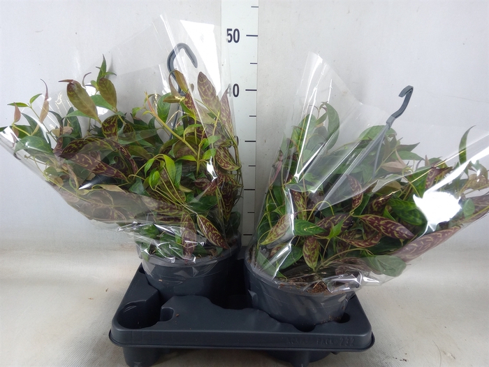 <h4>Aeschynanthus marmoratus</h4>