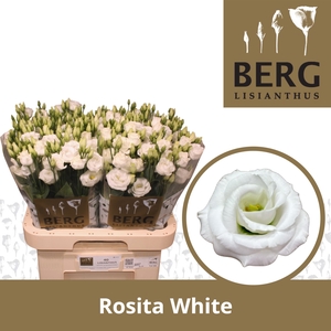 Lisianthus Rosita White