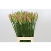 Nerine Vesta K