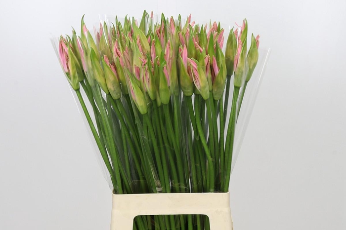 <h4>Nerine Vesta K</h4>