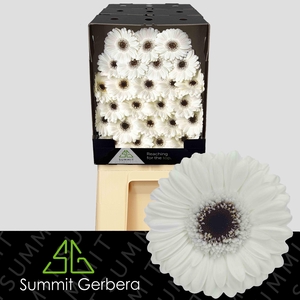Germini Lido Diamond