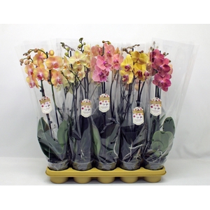 PHAL GEM