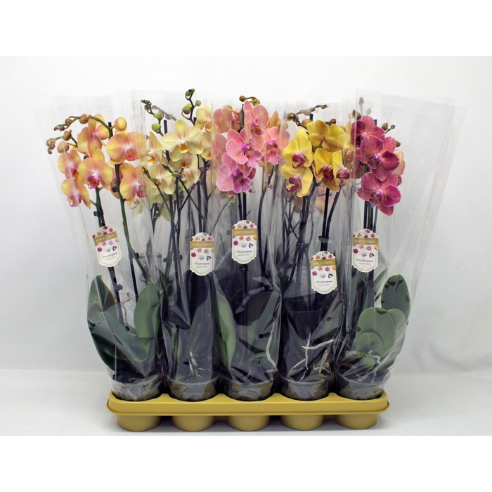 <h4>PHAL GEM</h4>