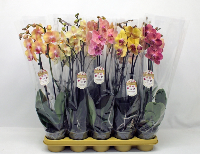 PHAL GEM