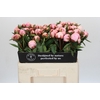 Paeonia Sarah Bernhardt