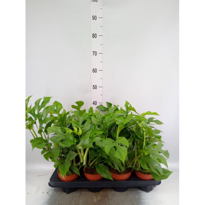<h4>Rhaphidophora tetrasperma</h4>