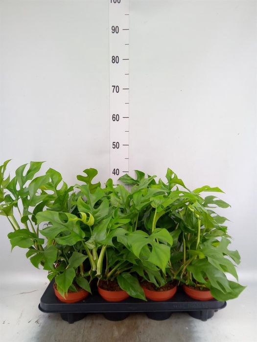 Rhaphidophora tetrasperma