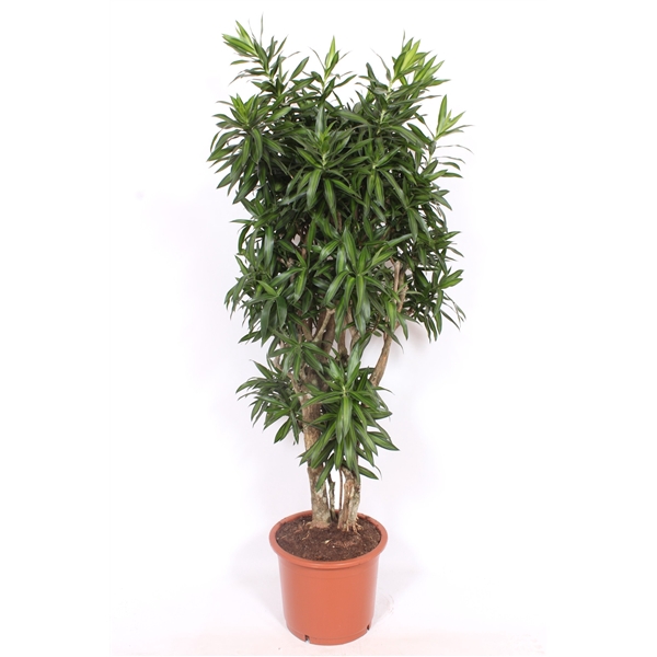 <h4>Dracaena Song of Jamaica</h4>