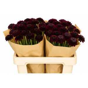 Scabiosa Scoop Red Velvet