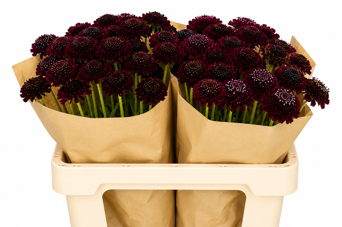 <h4>Scabiosa Scoop Red Velvet</h4>
