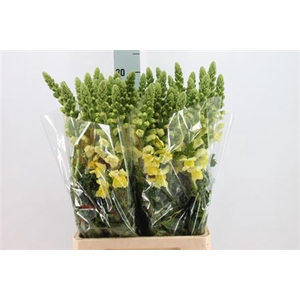 Antirrhinum Yellow