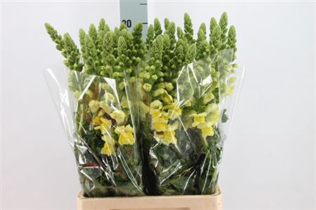 <h4>Antirrhinum Yellow</h4>