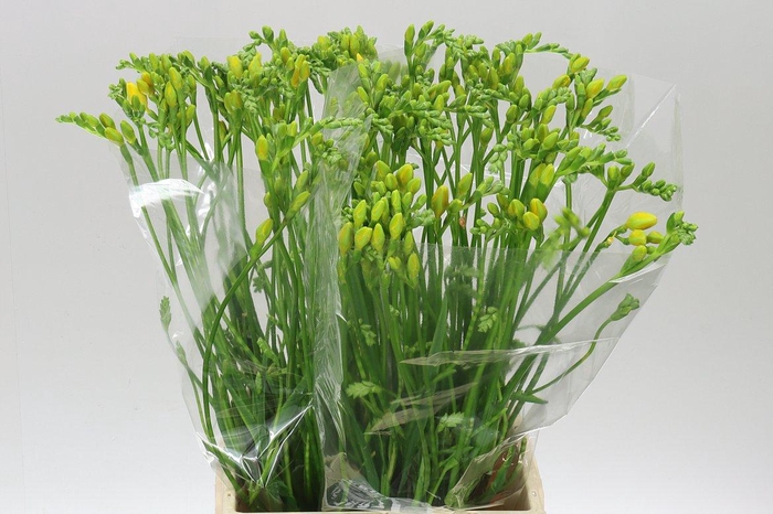 <h4>Fr Du Soleil</h4>