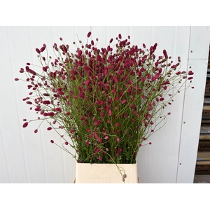 Sanguisorba officinalis Arnhem
