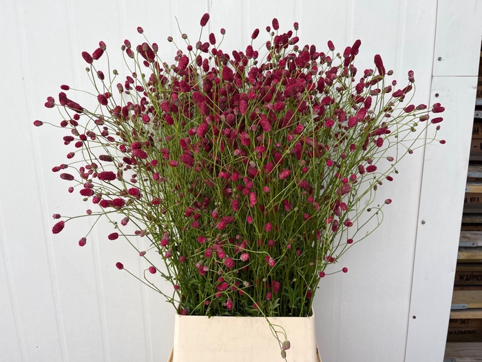 <h4>Sanguisorba officinalis Arnhem</h4>