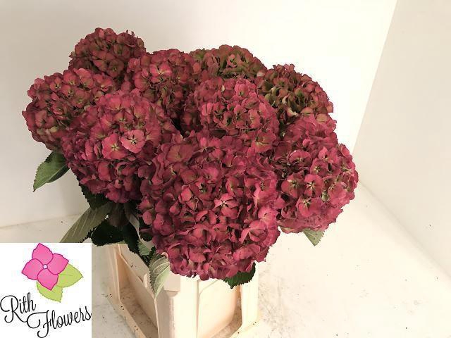 <h4>HYDR M ELBTAL CL</h4>