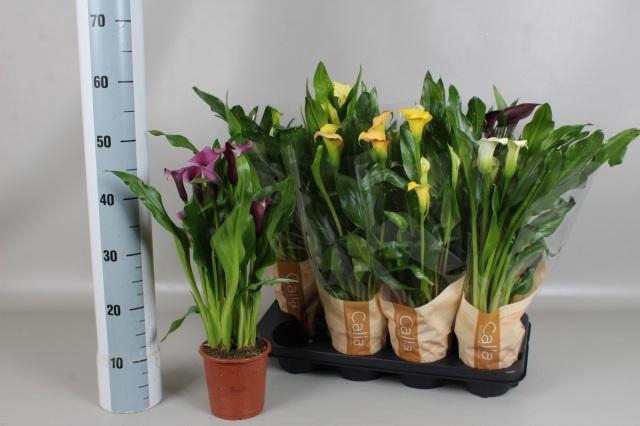 <h4>ZANT GEM 5 KL</h4>