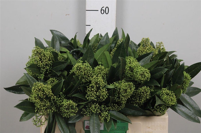 <h4>Skim C Kew Green Bs</h4>