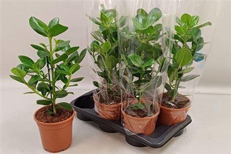 <h4>Clusia Rosea Princess</h4>