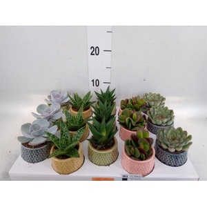 Succulents   ...mix 5