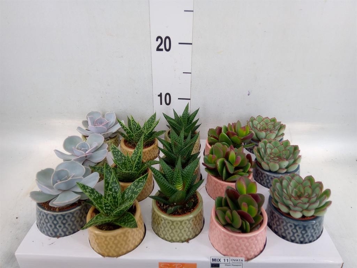 <h4>Succulents   ...mix 5</h4>