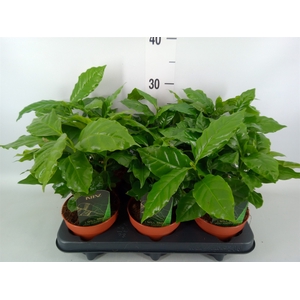 Coffea arabica