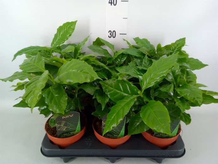 <h4>Coffea arabica</h4>
