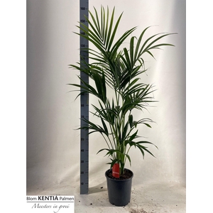 HOWEA FORSTERIANA