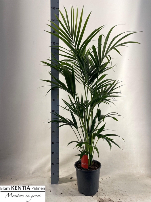 <h4>HOWEA FORSTERIANA</h4>
