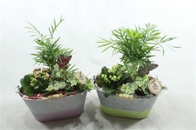 <h4>2064 ZINK OVAAL MIX</h4>