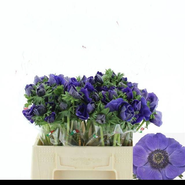 <h4>ANEM CO MIS + D BLUE</h4>
