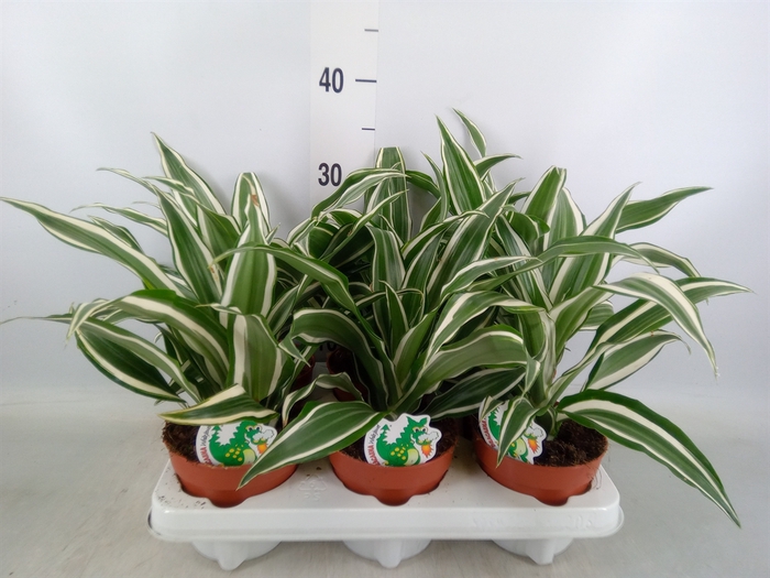 <h4>Dracaena frag. 'White Jewel'</h4>